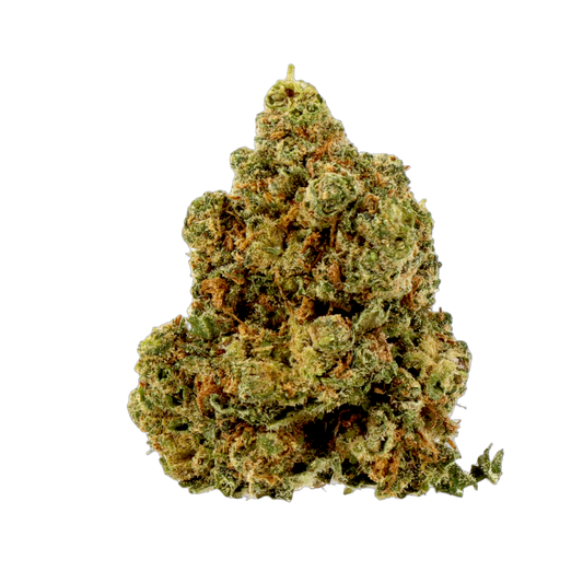 Amnesia ++
