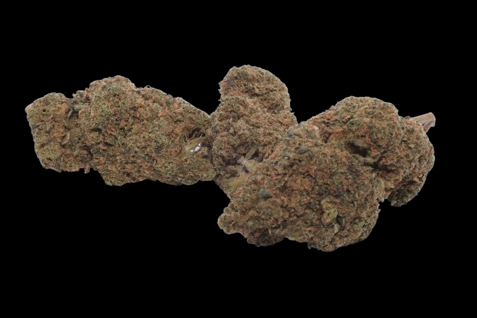 Blueberry ++