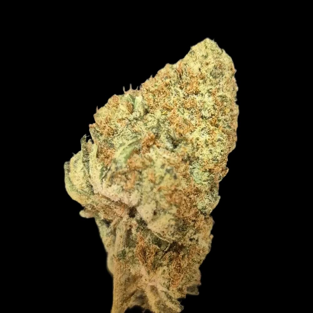 Tropical Ice ++