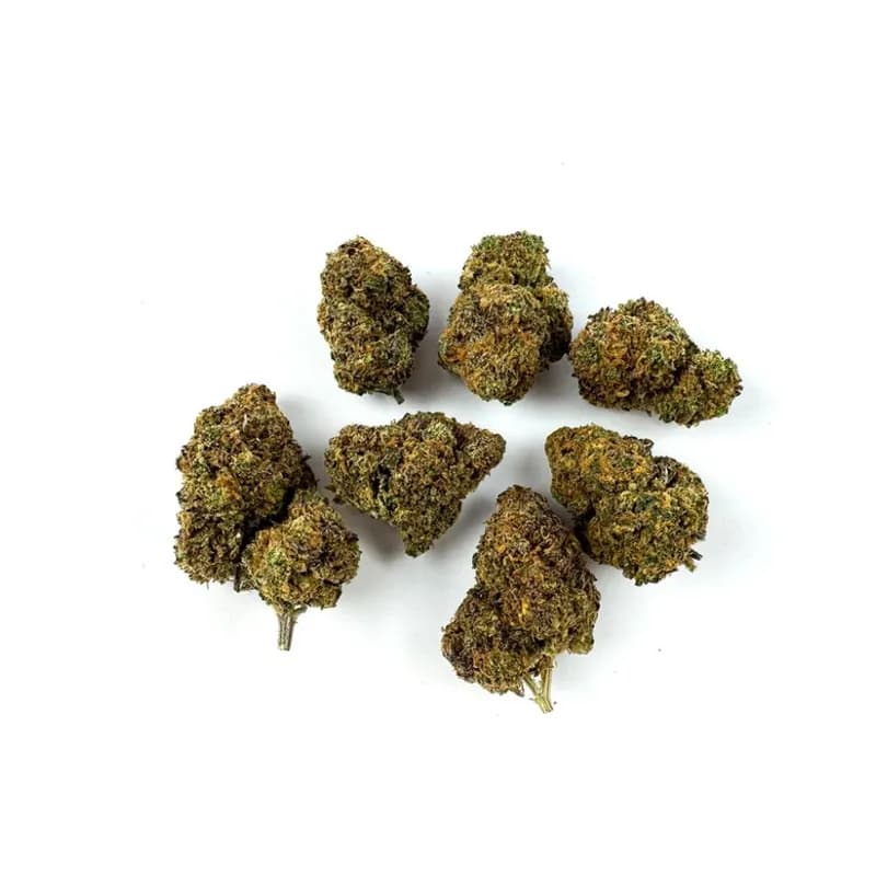 PURPLE GAZ
