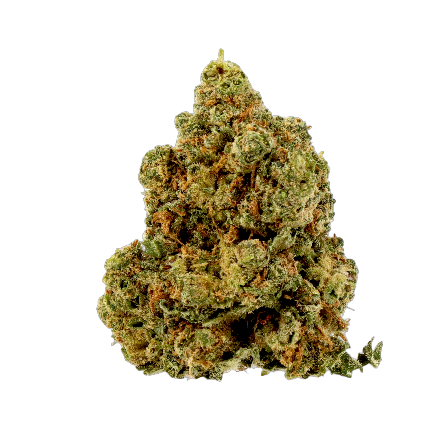 Amnesia ++