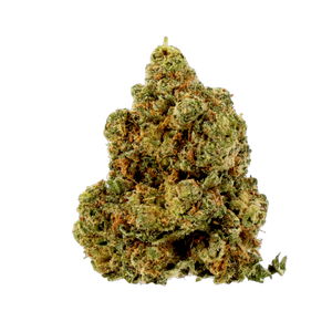 Amnesia ++