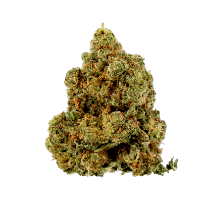 Amnesia ++