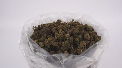 Royal OG ++